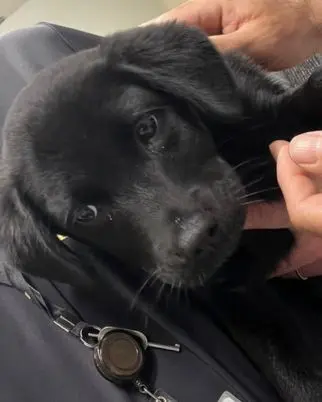 Impedido de embarcar, homem abandona cachorra em aeroporto e acaba preso