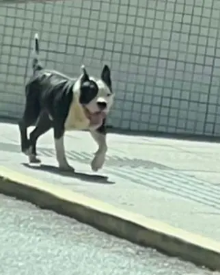 Idoso tem dedo arrancado pelo pitbull do vizinho em Florianópolis
