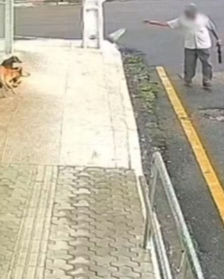 Vídeo denuncia idoso jogando veneno para cachorros; veja (Foto: Reprodução)