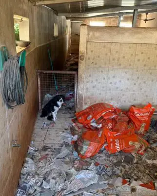 Mais de 100 animais são resgatados de canil clandestino com cães mortos e dona presa em flagrante; veja detalhes