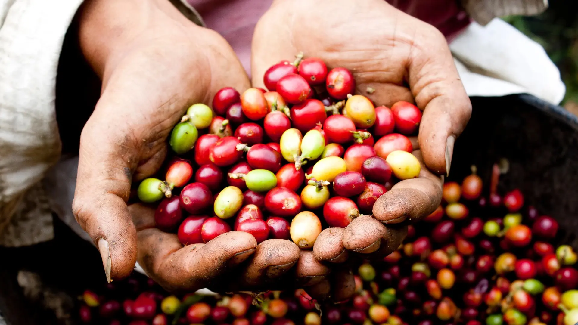 Poderá faltar café para os americanos