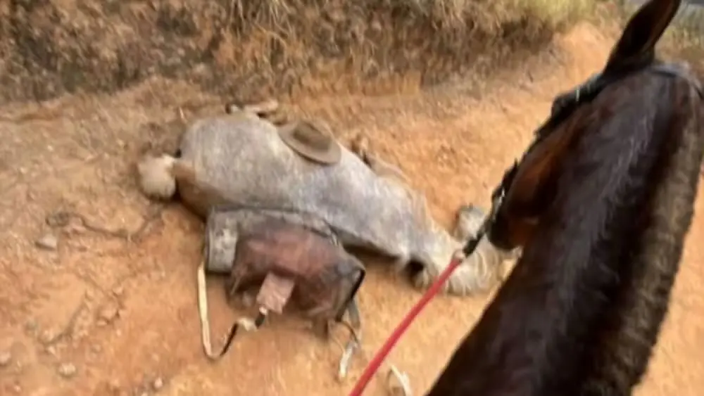 Veja o que disse homem que mutilou cavalo com facão