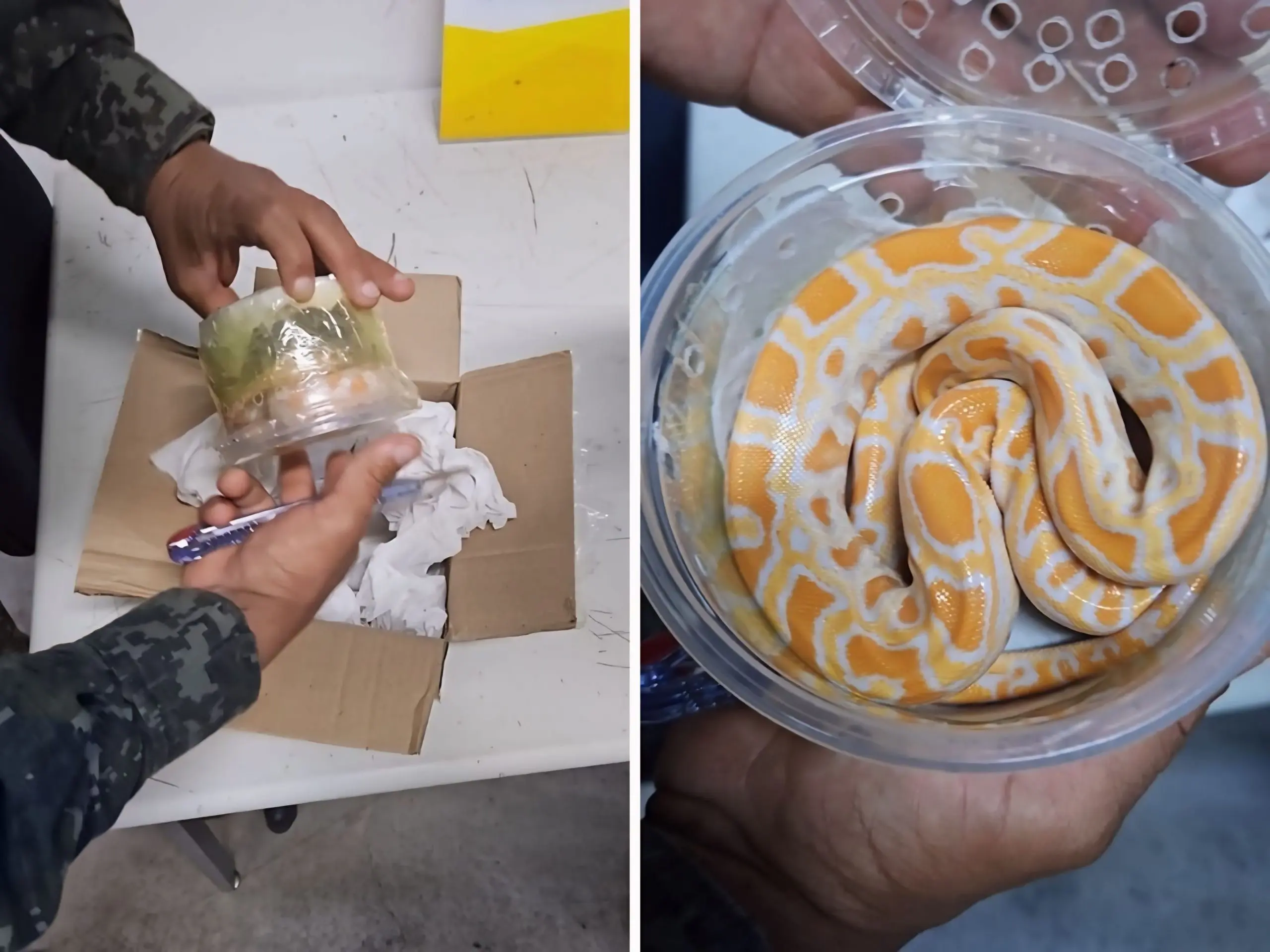 Cobra píton albina de 40 cm é encontrada em encomenda dos Correios em Indaiatuba, SP