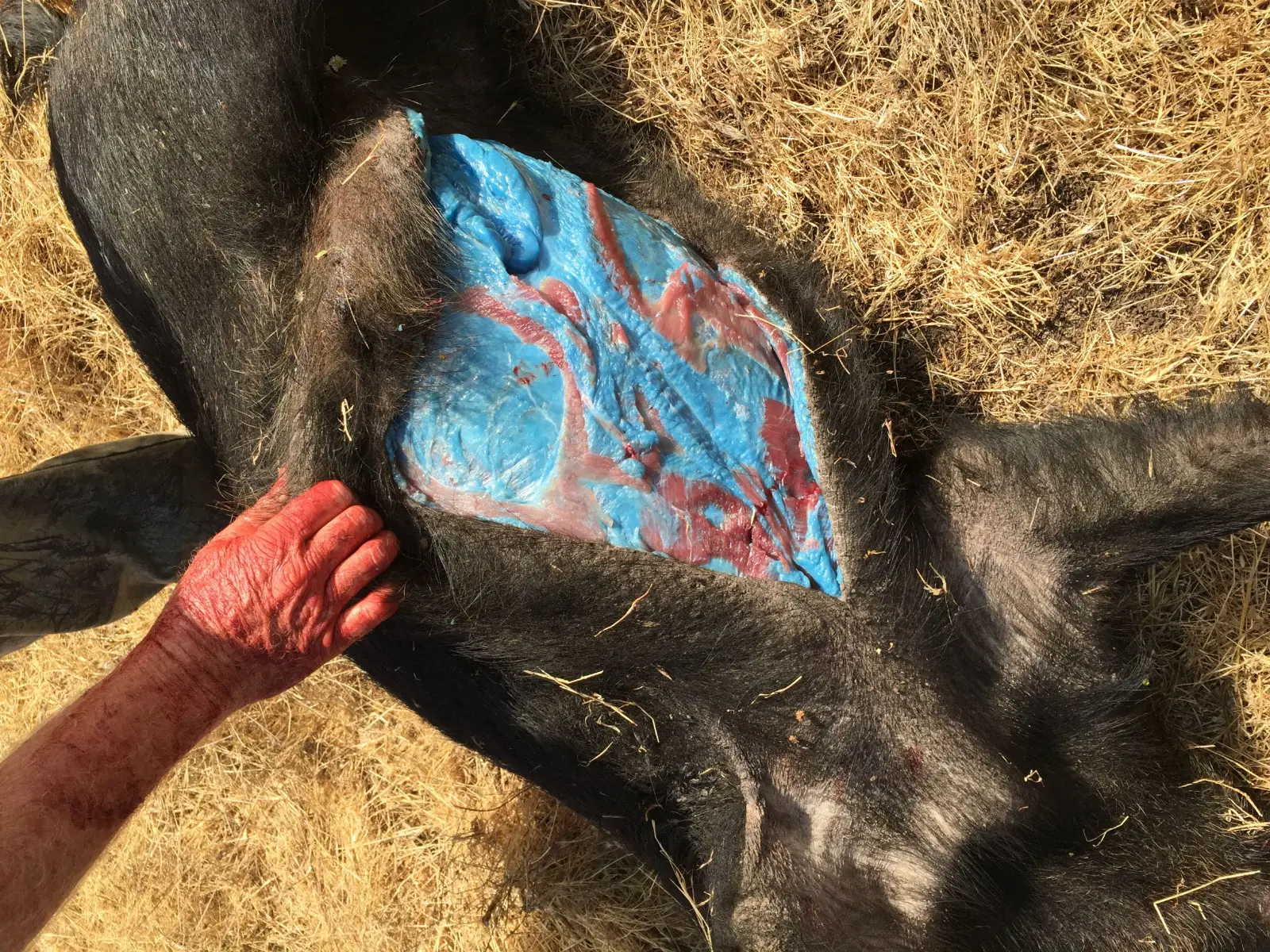 Carne Azul Neon em porcos intriga cientistas e acende alerta