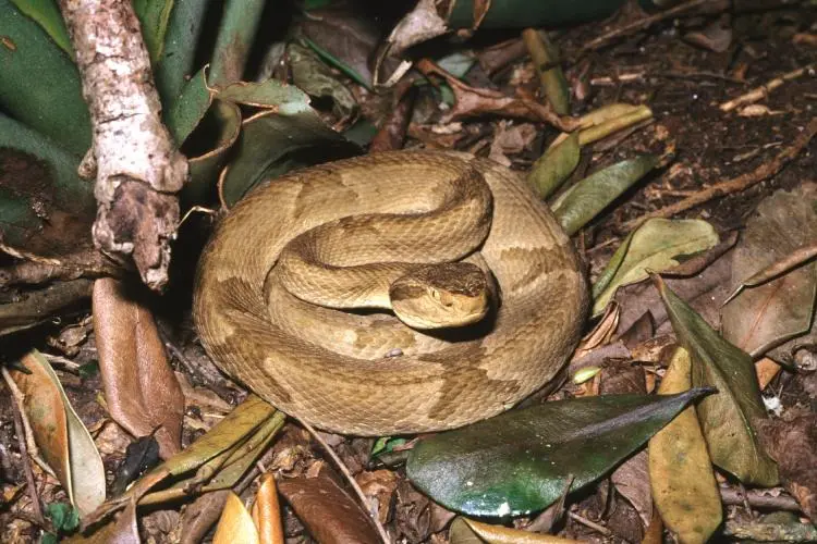 Com quatro mil serpentes, ilha das cobras é um dos lugares mais perigosos do mundo (Foto: Reprodução)