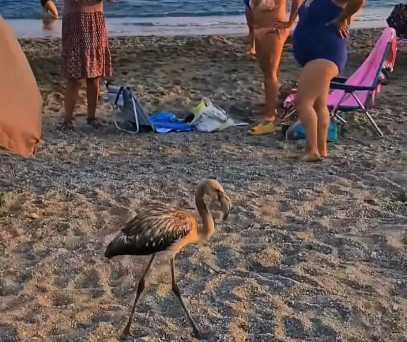 Filhote de flamingo surpreende ao aparecer em praia na Espanha