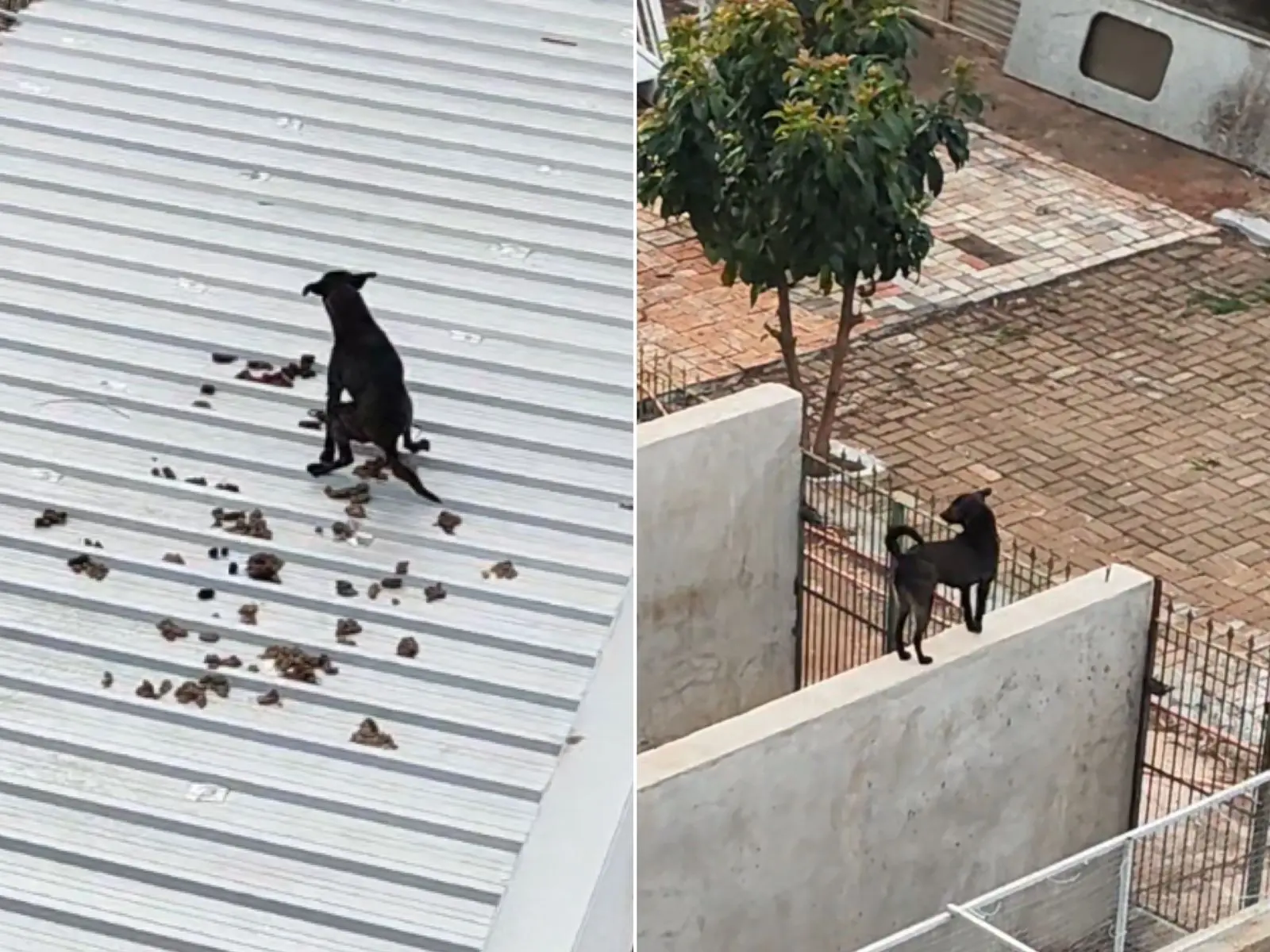 Vídeo de cachorro usando telhado como banheiro viraliza nas redes sociais