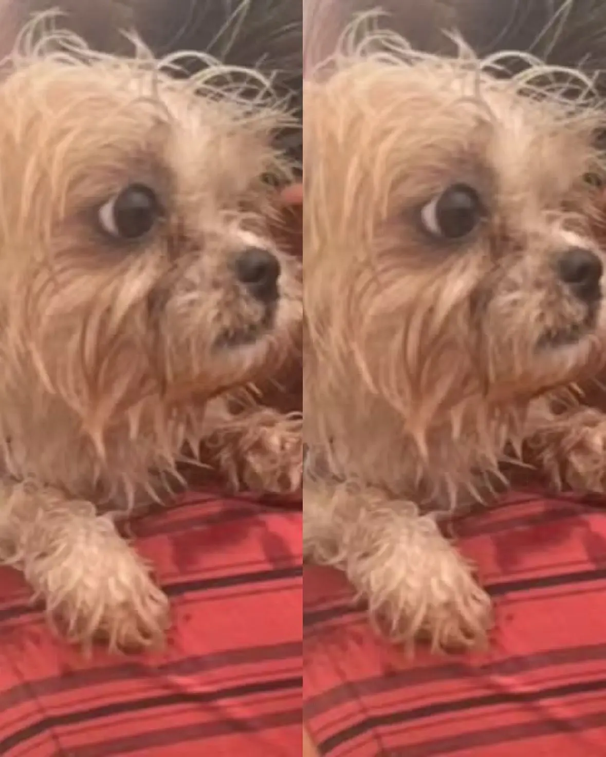 Caso Ilhéus: Cachorro resiste e é encontrado amarrado ao lado dos corpos das mulheres (Foto: Reprodução/Redes sociais)