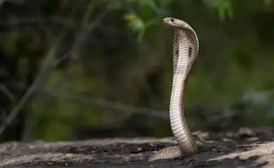 Menino de dois anos mata cobra venenosa com mordida na cabeça