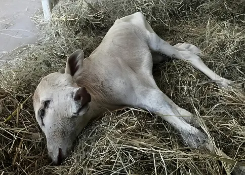Bezerro siamês: animal nasce com duas cabeças (Foto: Reprodução)