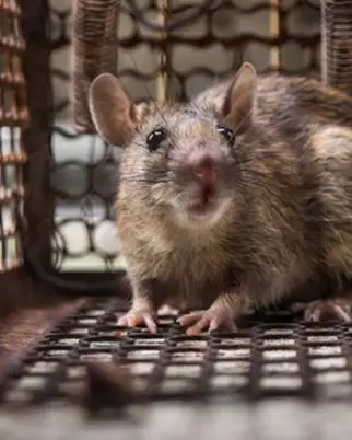 Hospital ratos morde bebe