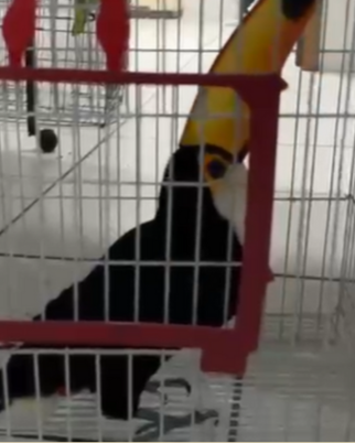 Tráfico de animais: megaoperação prende 45 pessoas e resgata 700 bichos. TH Joias é alvo