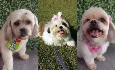Cães morrem após serem deixados em carro de pet shop