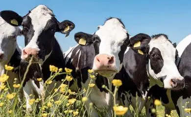 'Novo chupa-cabras': Mistério assombra fazendeiros após vacas aparecerem mortas e mutiladas