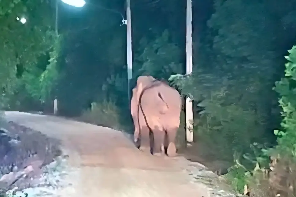 Em busca de comida, elefante invade quintal de casa e mata homem pisoteado (Foto: Reprodução)