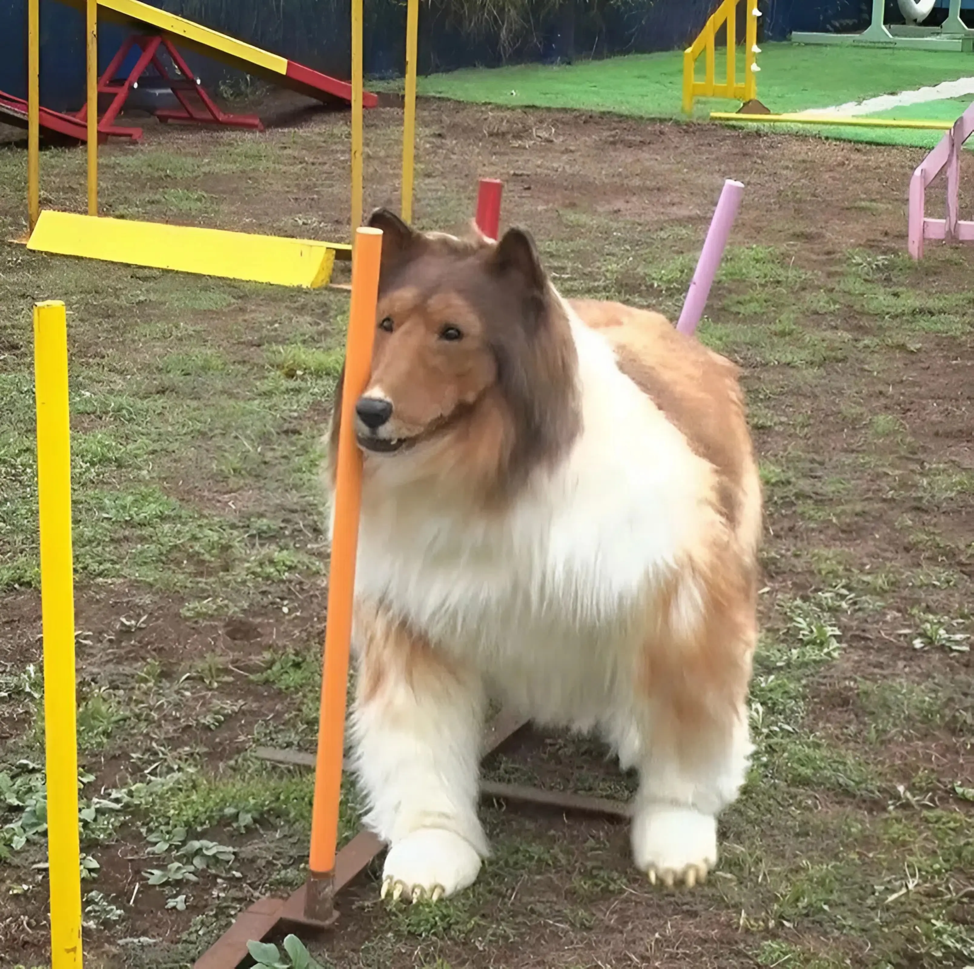 Homem que ‘vive como cão’ abre zoológico para humanos que vivem como animais