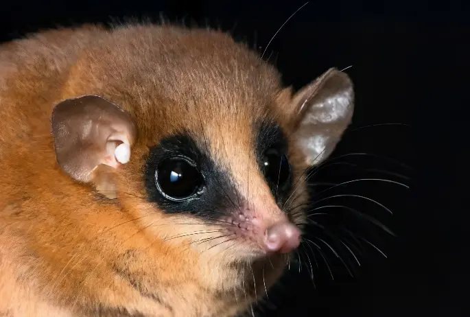 Nova espécie animal mamífero é identificada (Foto: Reprodução / Pedro Peloso)
