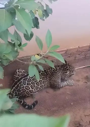 Onça-pintada faz tarde de terror em Rondônia e ataca homem que protegia creche (Foto: Reprodução Redes Sociais)