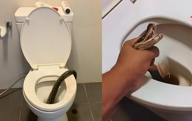 Homem tem testículos mordidos por cobra píton enquanto urinava (Foto: Reprodução Redes Sociais)