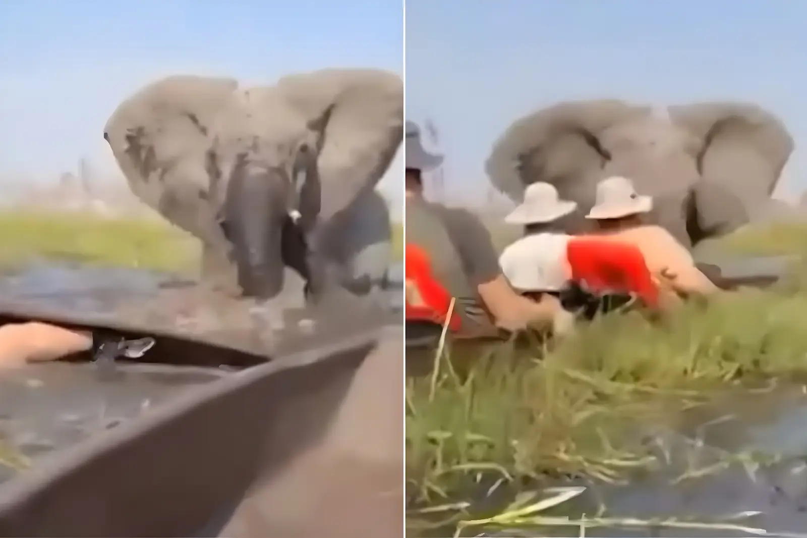 Vídeo: elefante em fúria vira canoa com turistas em rio lotado de crocodilos (Foto: Reprodução)