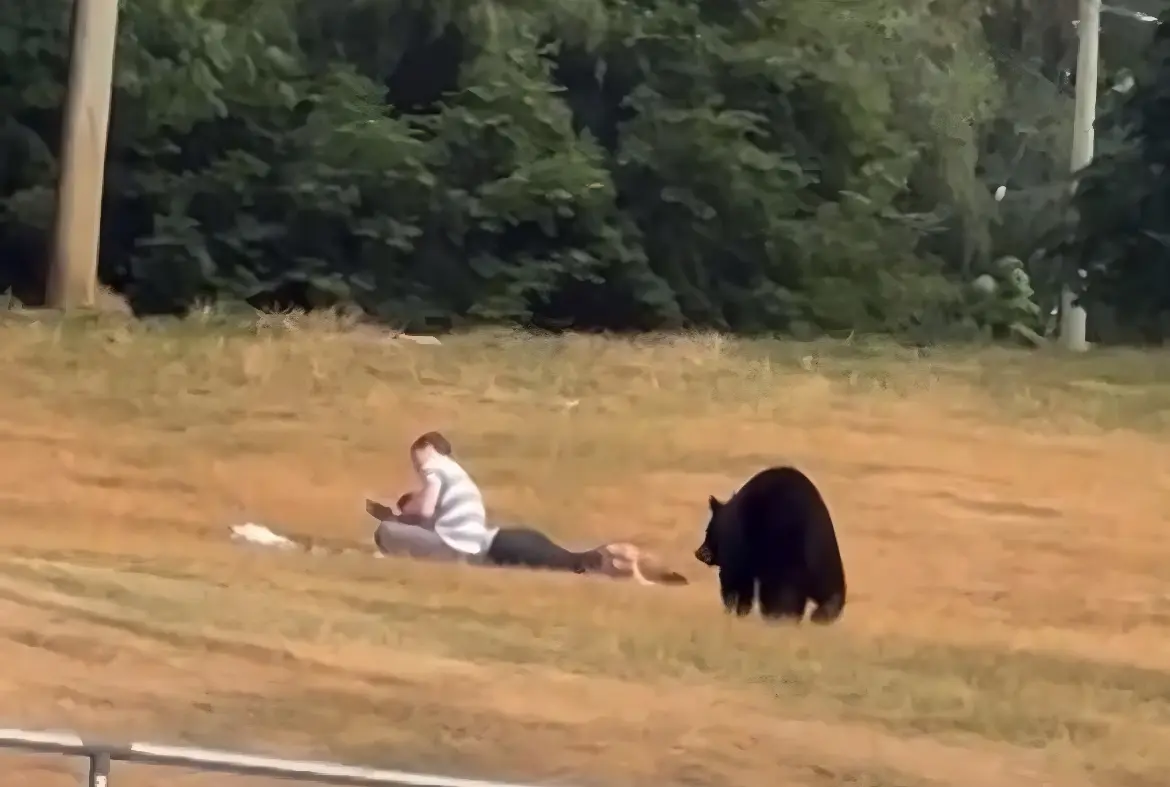 Vídeo: urso selvagem se aproxima de casal em parque e momento quase termina em tragédia (Foto: Reprodução/Redes Sociais)