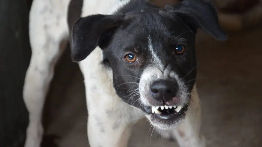 Ataques de animais: o que fazer e como prevenir