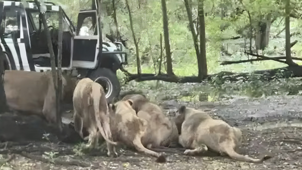 Leões devoram funcionário de zoológico na frente de turistas; veja o vídeo