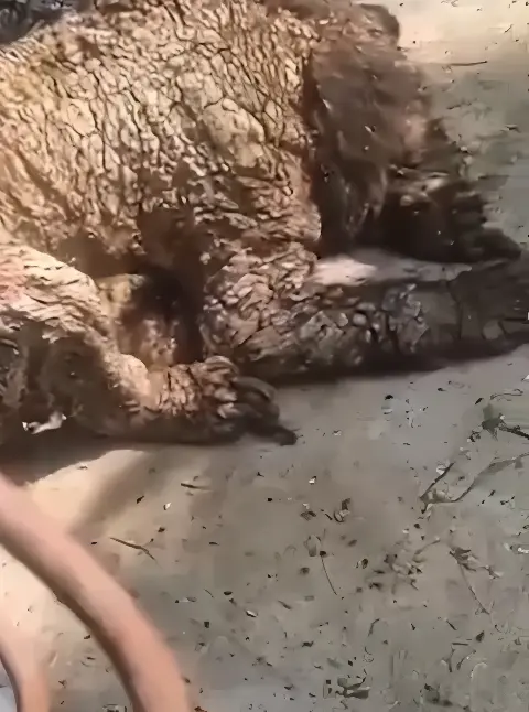 Filhote de urso em estado crítico de maus-tratos choca visitantes em zoológico (Foto: Reprodução)