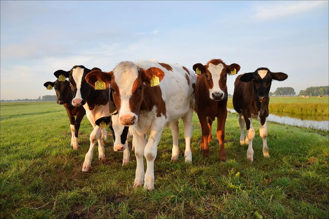 Idoso de 85 anos é morto ao ser pisoteado por vacas (Foto: Pixabay)