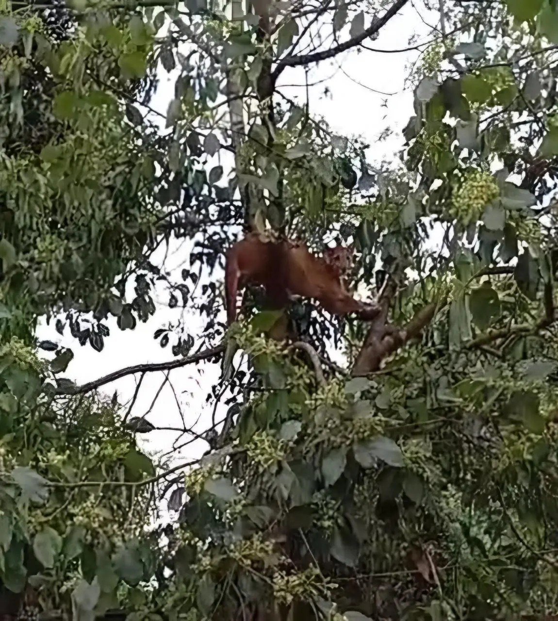 Moradora encontrou onça em cima de abacateiro, no norte do Paraná. ( Foto: Reprodução)
