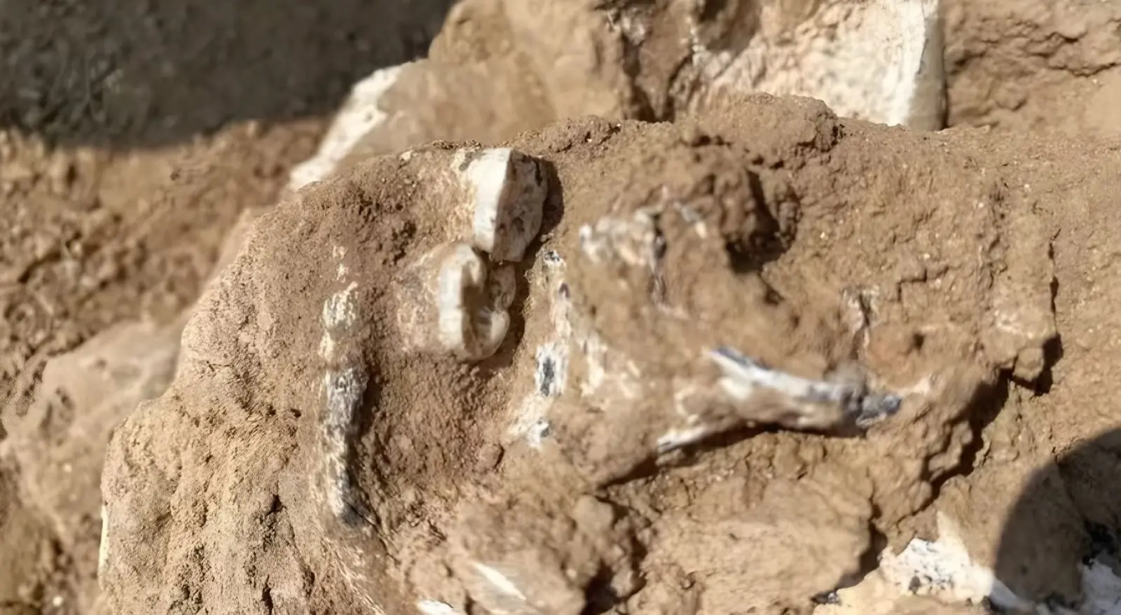Mandíbula de 1,8 milhão de anos pode reescrever a evolução humana; entenda
(Foto: Giorgi Bidzinashvili)