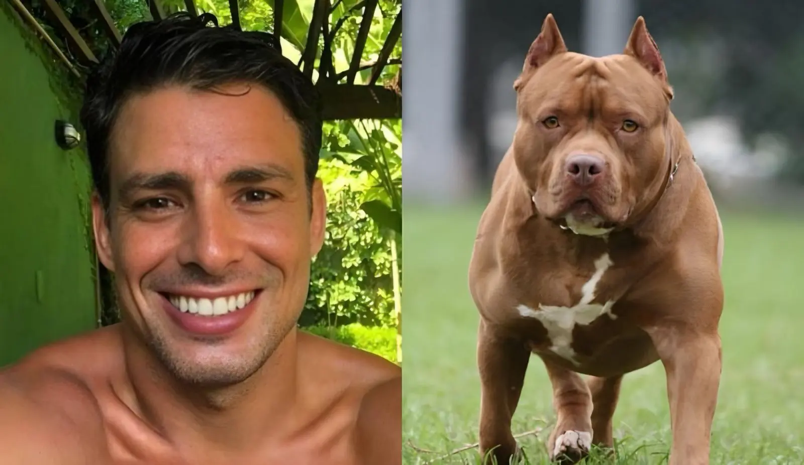 Cantor famoso é condenado após ataque brutal dos próprios cães a Cauã Reymond (Foto: Redes sociais)