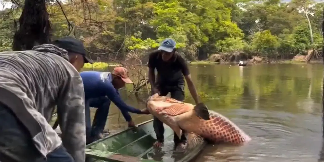 Pirarucu gigante impressiona até os pescadores  (Foto: Reprodução/Redes sociais)