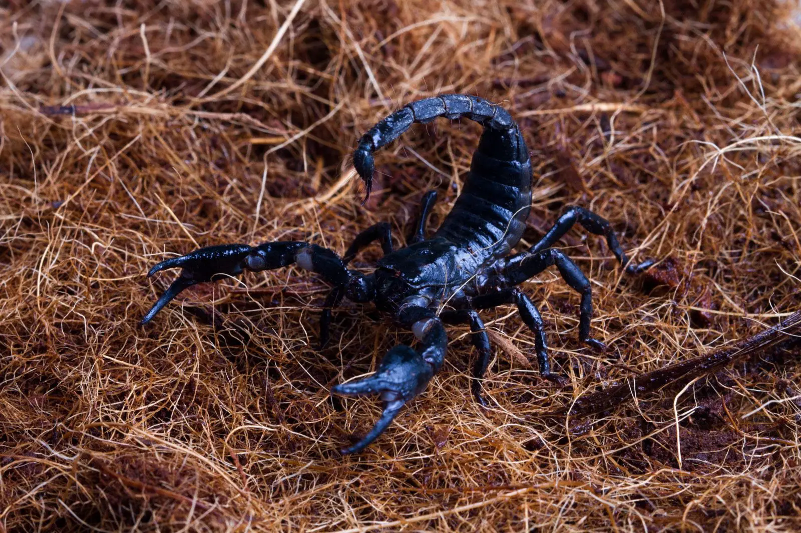 Quase pisa! Escorpião é achado dentro de tênis em casa (Foto: Freepik)