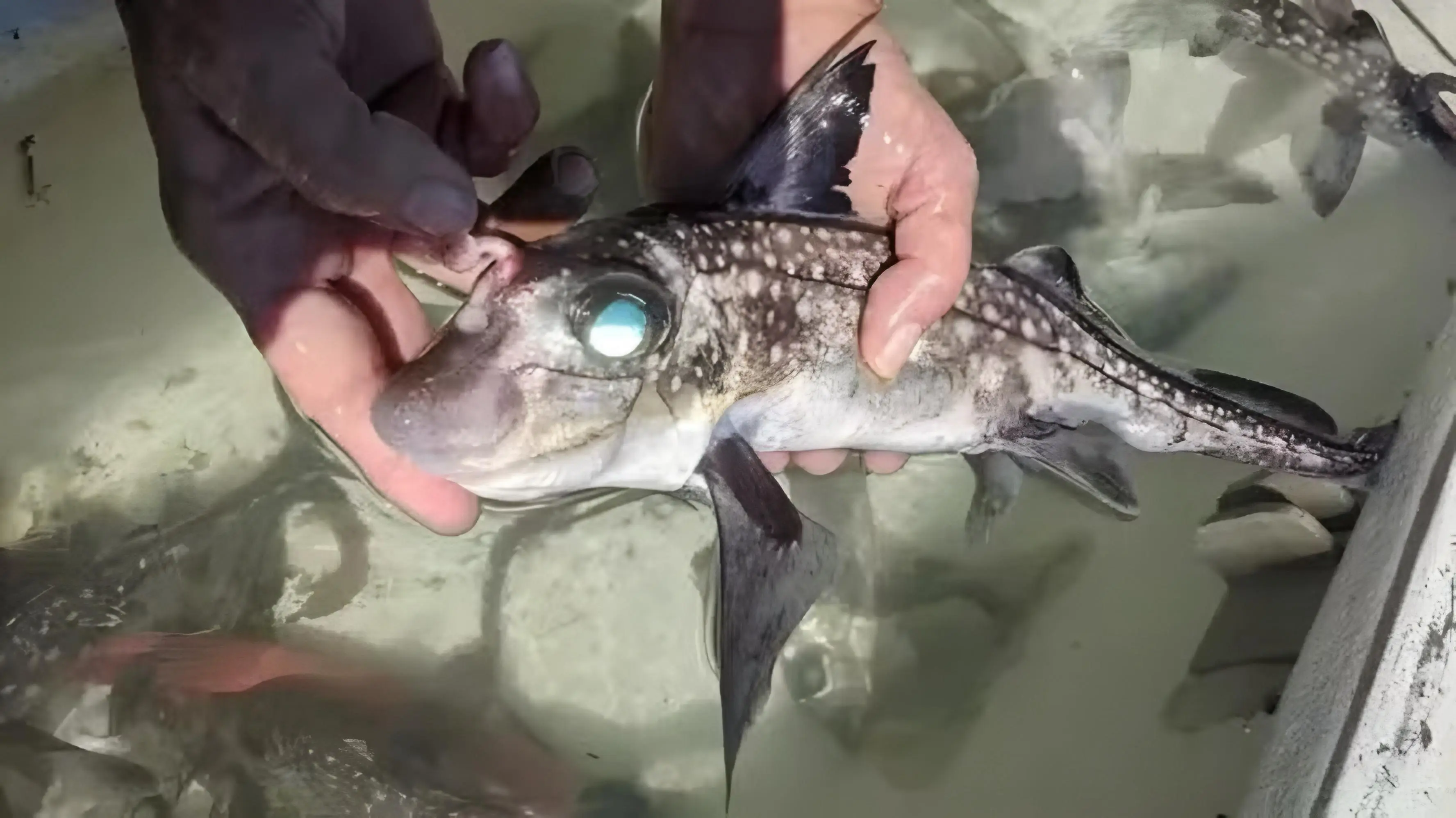 Um peixe-rato macho e seu tenáculo — Foto: Universidade da Flórida
