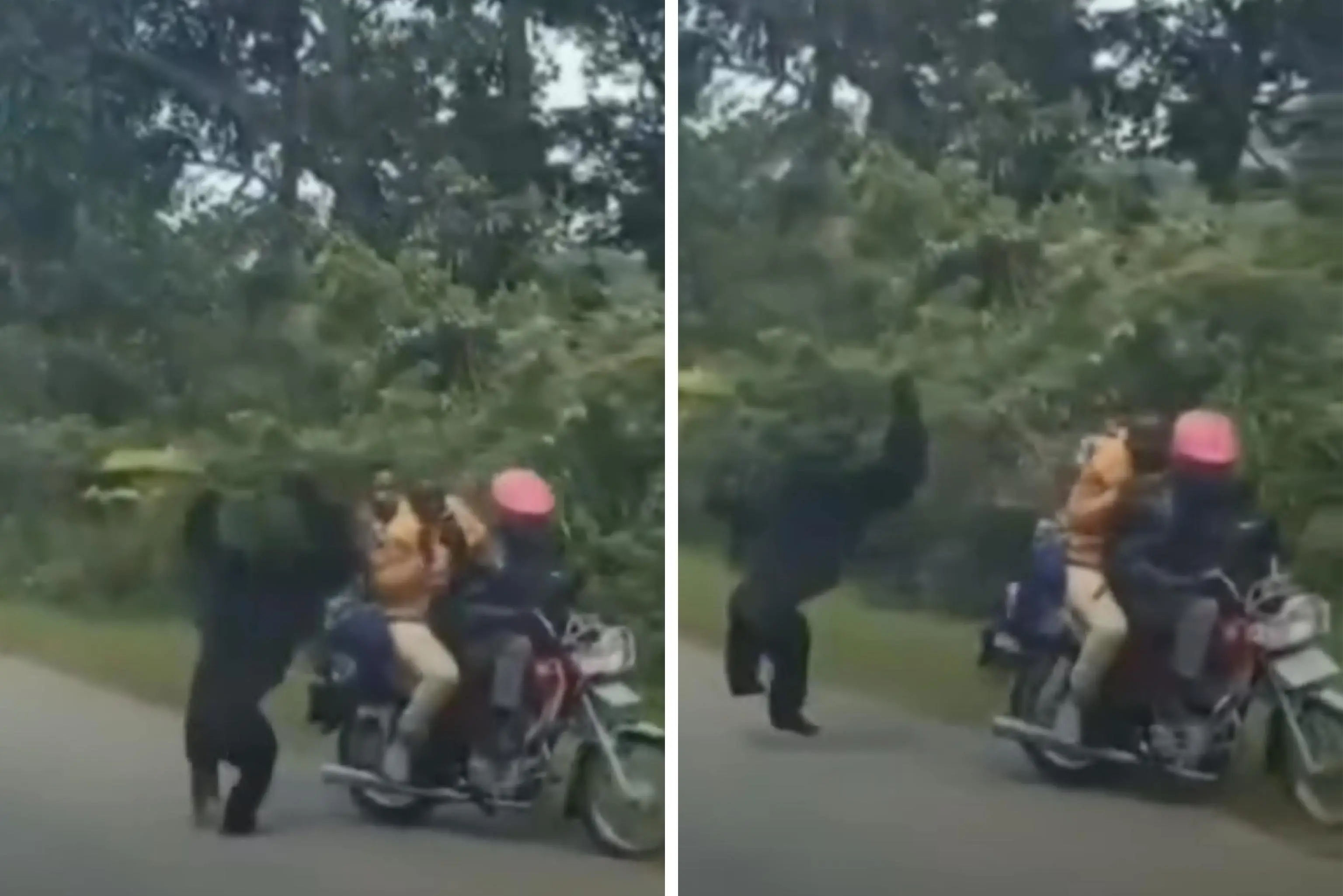 Chimpanzé atacada motorista na Uganda | Imagem-Reprodução: Redes Sociais 