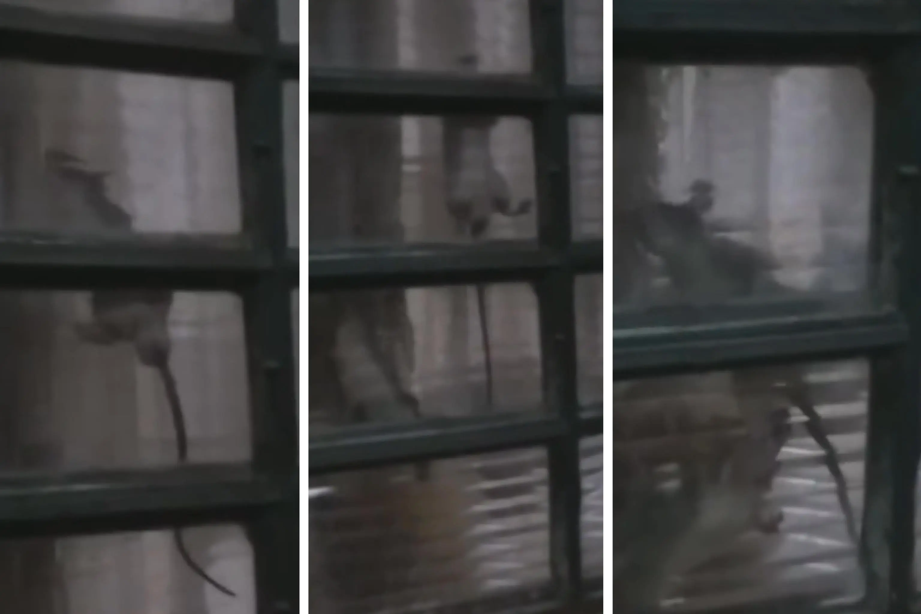 Foto-Montagem | Roedores invadem casa de idosa em São José do Rio Preto | Imagens-Reprodução: InternetG1