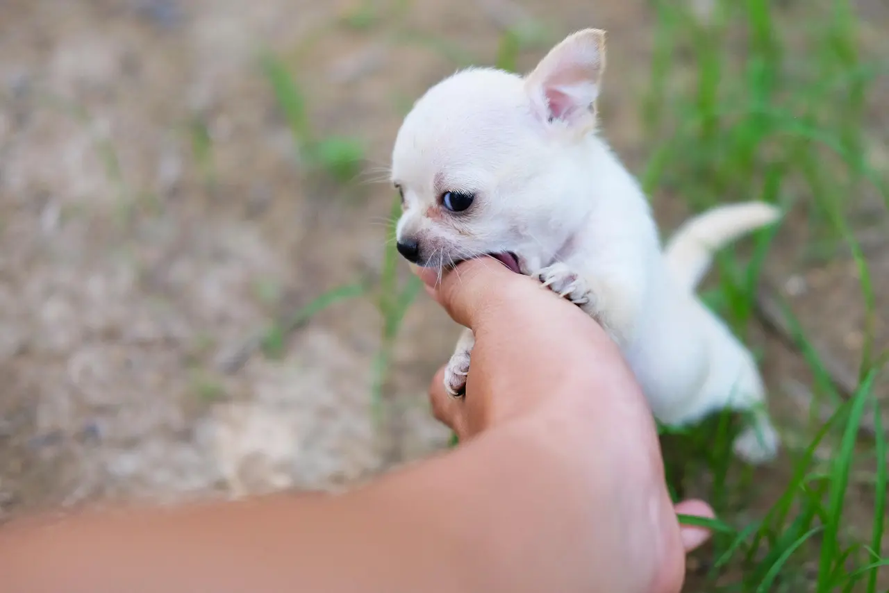 Chihuahua ingere 100g de cocaína e vai parar no hospital (Foto: Pixabay)