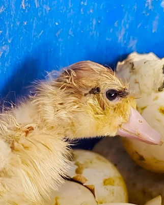 Maus-tratos a patos em uma granja de Portugal
(reprodução/rede social)