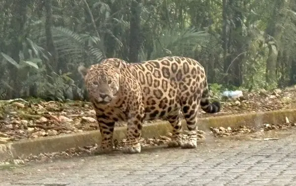 Onça pintada é flagrada em estrada e assusta motorista em São Paulo