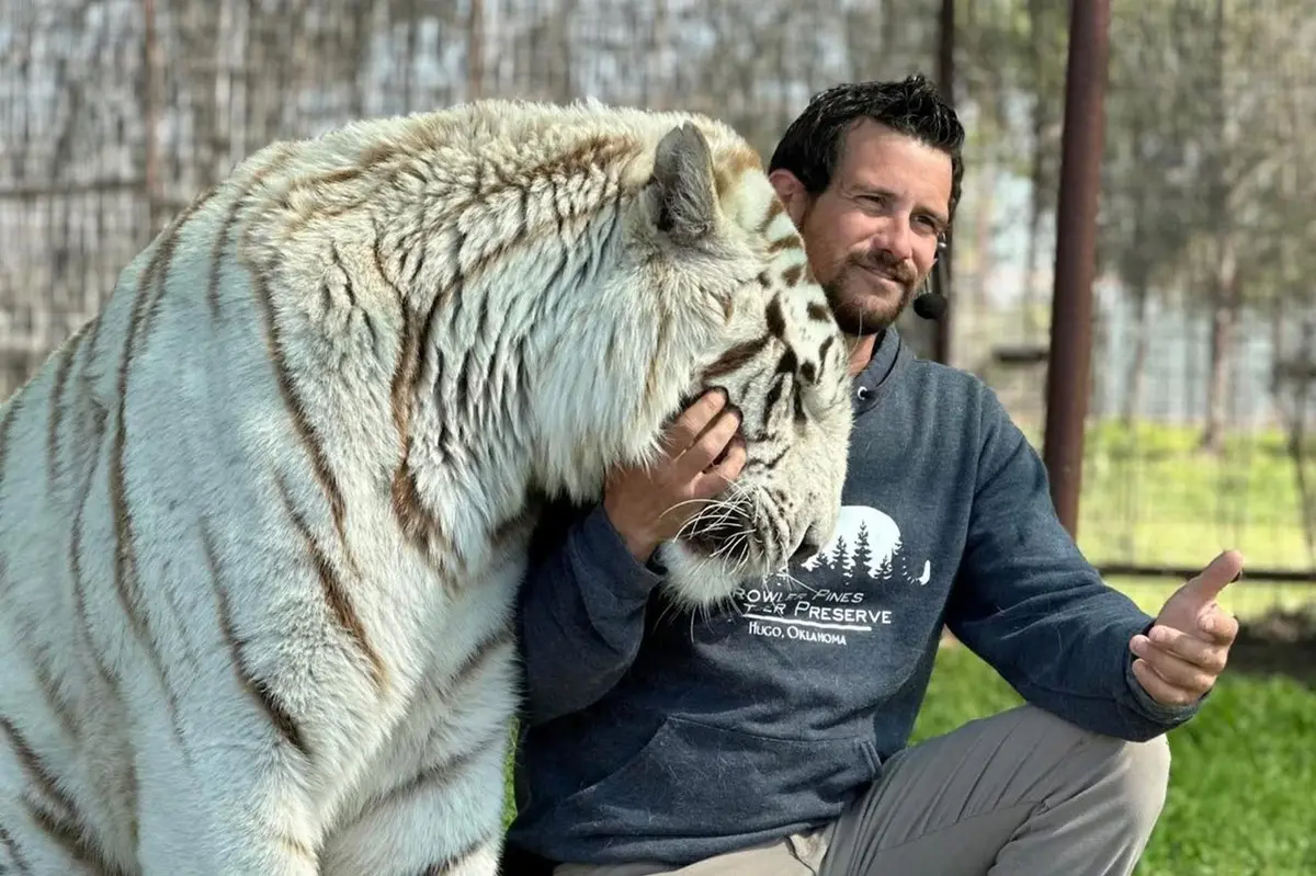 Cuidador de animais morre após ataque de tigre