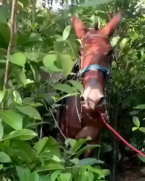 Burro desenfreado arrasta jovem por vários metros e corpo é encontrado em matagal (Foto: Reprodução Redes Sociais)