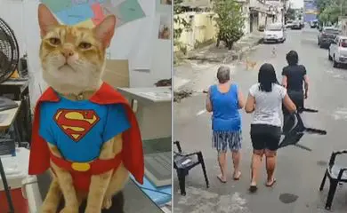 Gato reage a ataque de pitbull e salva idosa; vídeo