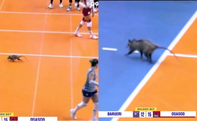 Gamba causa pânico durante partida de vôlei