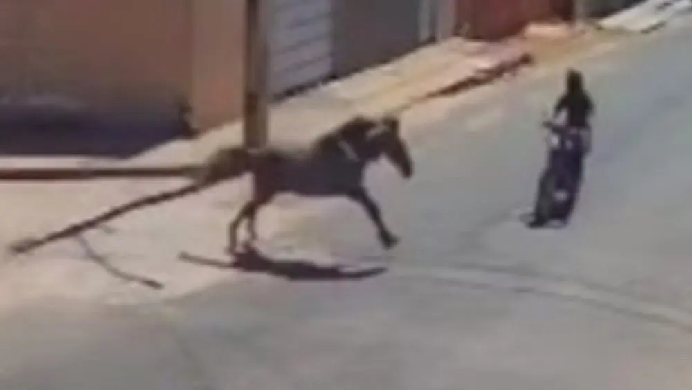 Motociclista morre após bater violentamente em cavalo: veja o vídeo