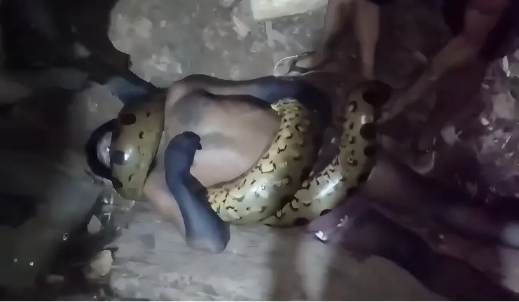 Jiboia gigante mata homem asfixiado (Foto: Reprodução)