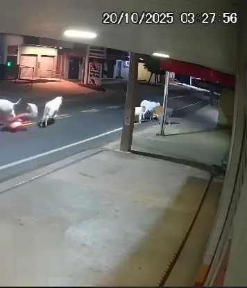 Jogador de futebol morre em acidente envolvendo uma moto e uma vaca (Foto: Reprodução Câmera de Segurança)