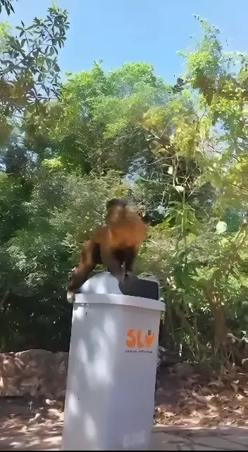 Banhista é atacada por macaco-prego em beira de piscina (Foto: Redes Sociais)