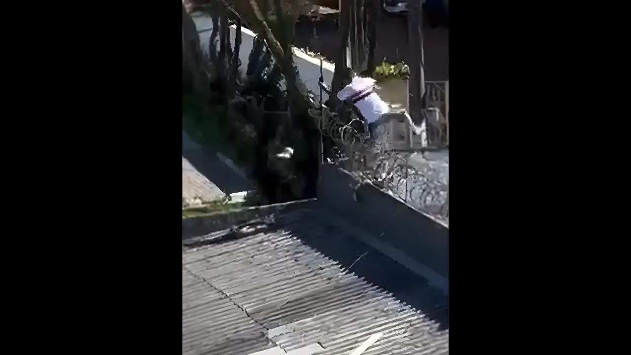 Reprodução