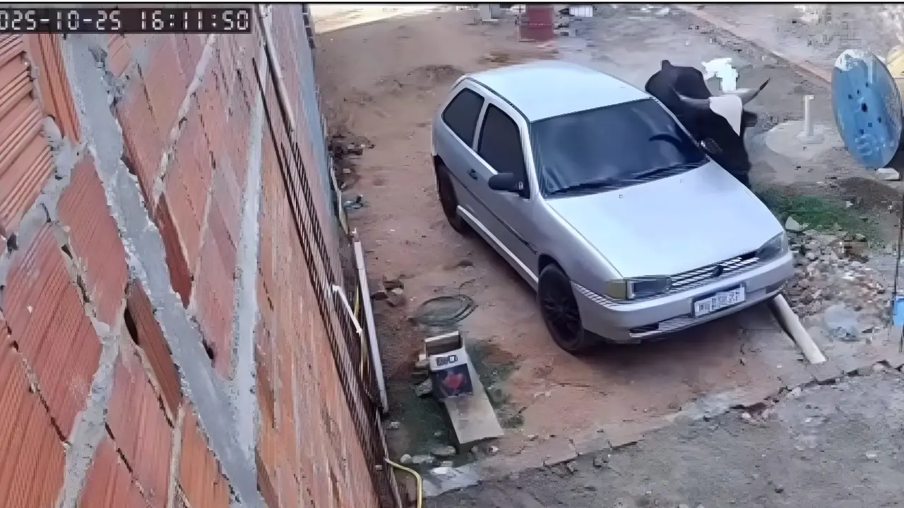 Boi descontrolado invade casa, assusta moradores e destrói carro. Veja o vídeo